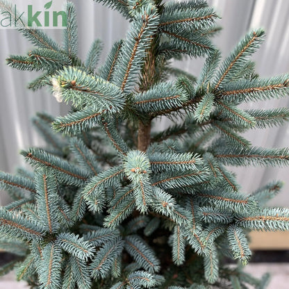 Potted Real Christmas Tree | Picea pungens Super Blue | 70-80cm One Click Plants