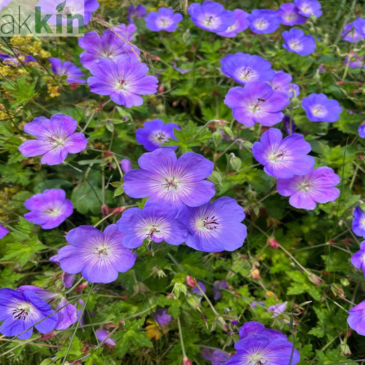 Geranium 'Rozanne' 9cm / 2L One Click Plants