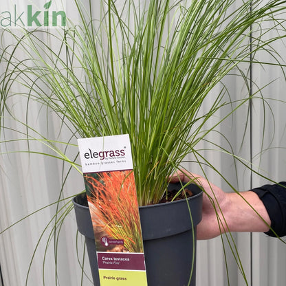 Carex testacea 'Prairie Fire' Grass 3L One Click Plants
