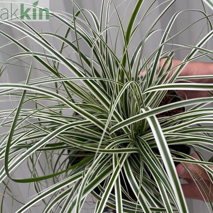 Carex - Everest | Ornamental Grass 9cm / 1L / 2L One Click Plants
