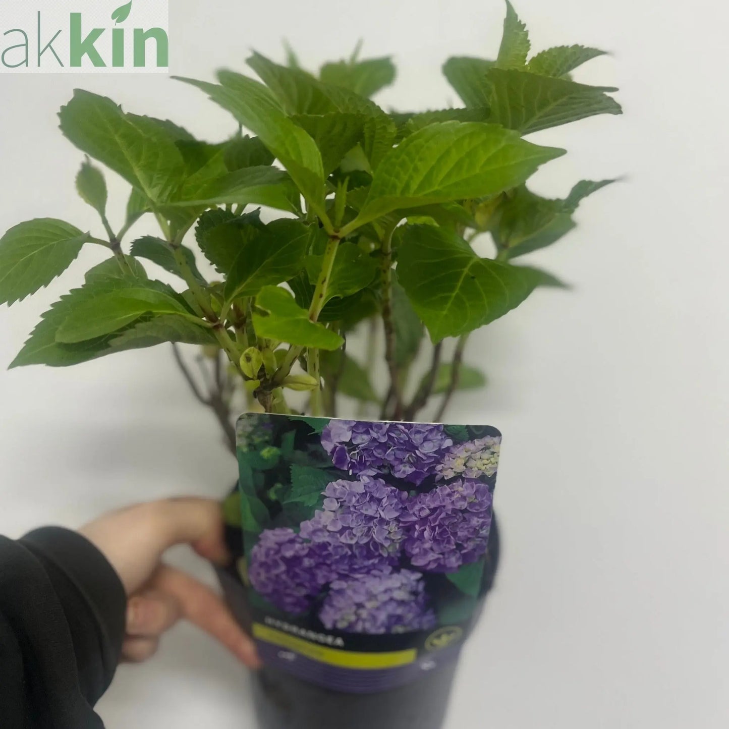 Hydrangea macrophylla 'Purple Ball' 9cm-5L One Click Plants