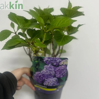 Hydrangea macrophylla 'Purple Ball' 9cm-5L One Click Plants