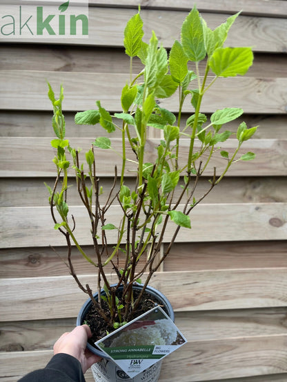 Hydrangea arborescens 'Incrediball' / 'Strong Annabelle' 3L / 5L / 7.5L / 10L / 20L One Click Plants