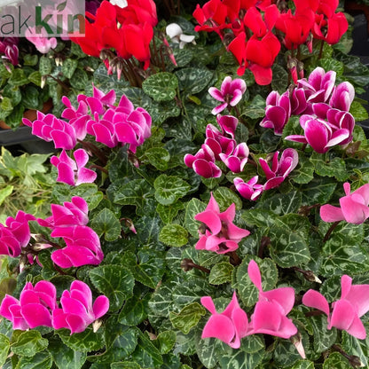 Cyclamen Mix of 3 Plants (3 x 9cm Pots) One Click Plants