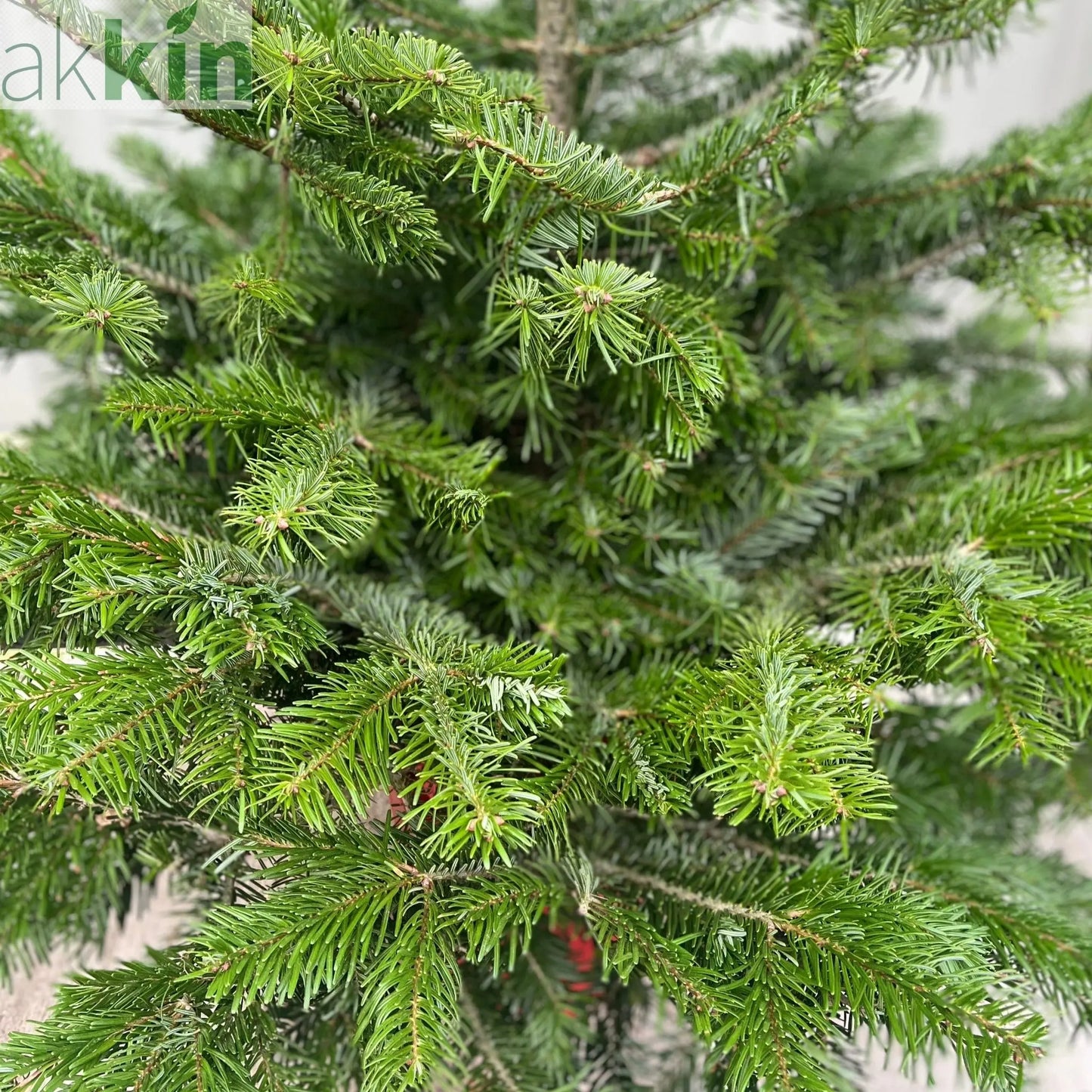 Nordmann Fir Pot Grown Christmas Tree | 1.5 - 1.6m One Click Plants