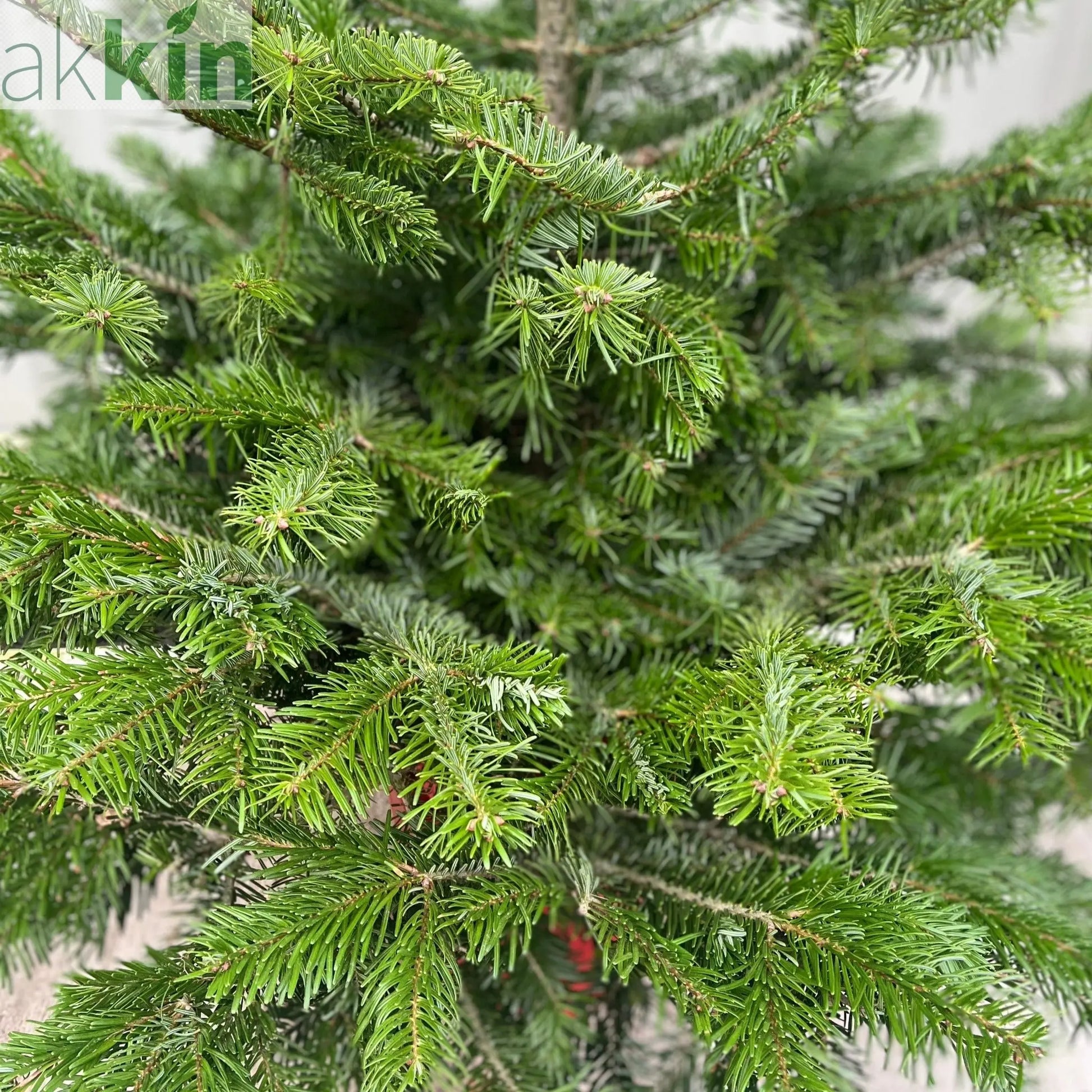 Nordmann Fir Pot Grown Christmas Tree | 1.5 - 1.6m One Click Plants