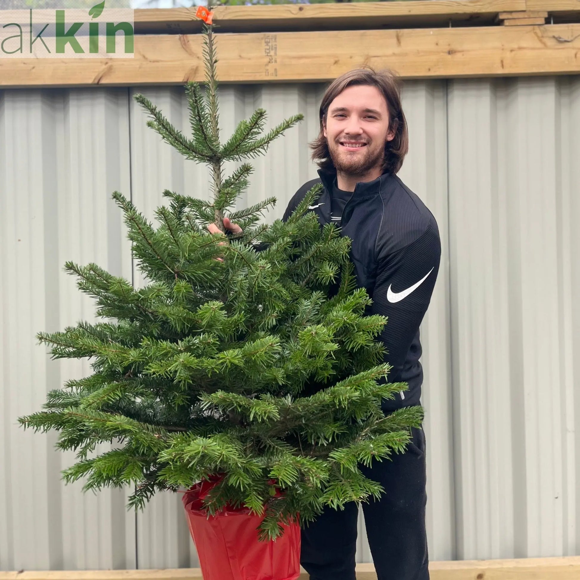 Nordmann Fir Pot Grown Christmas Tree | 1.5 - 1.6m One Click Plants