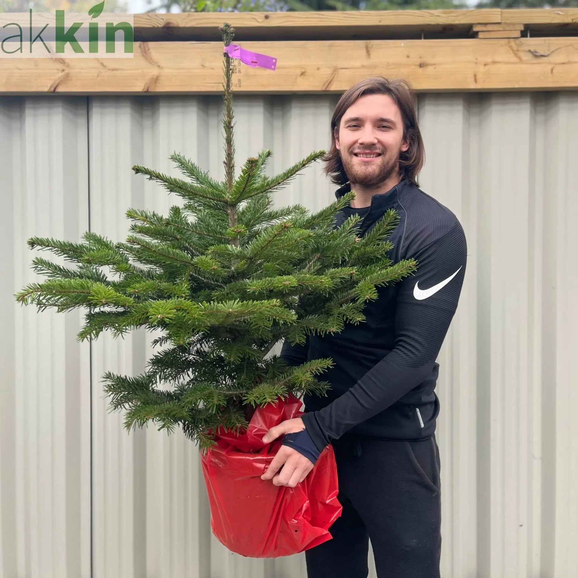 Nordmann Fir Pot Grown Christmas Tree | 100-120cm One Click Plants