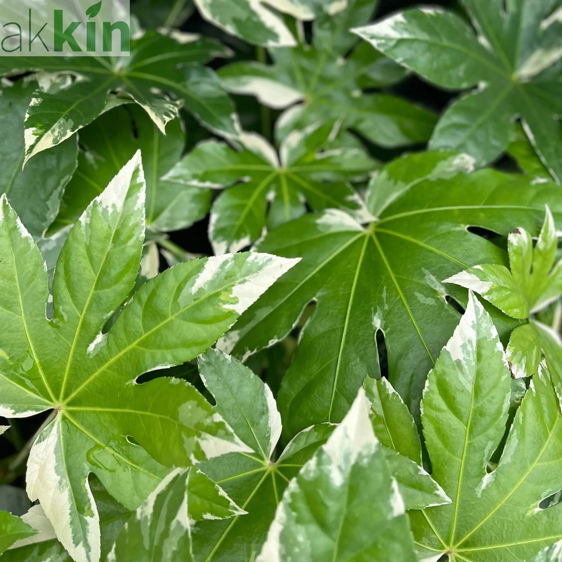 Fatsia japonica variegata | 2L Growers Pot One Click Plants