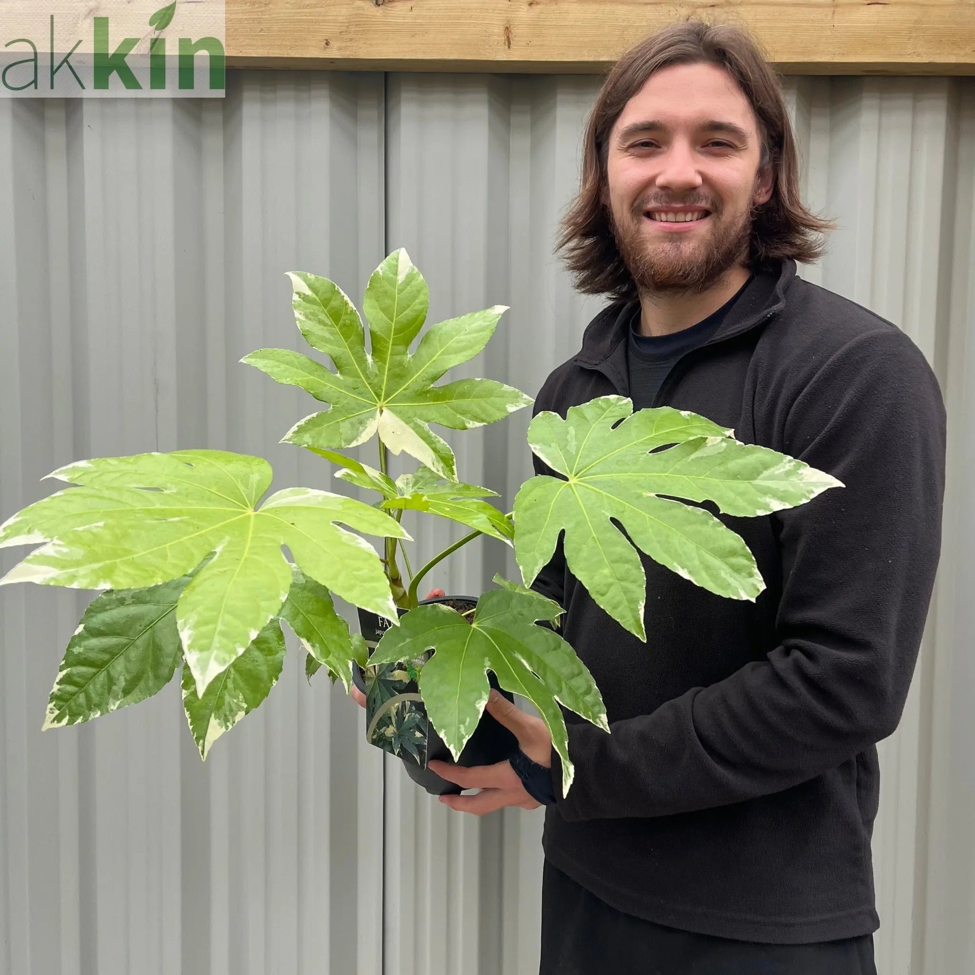 Fatsia japonica variegata | 2L Growers Pot One Click Plants