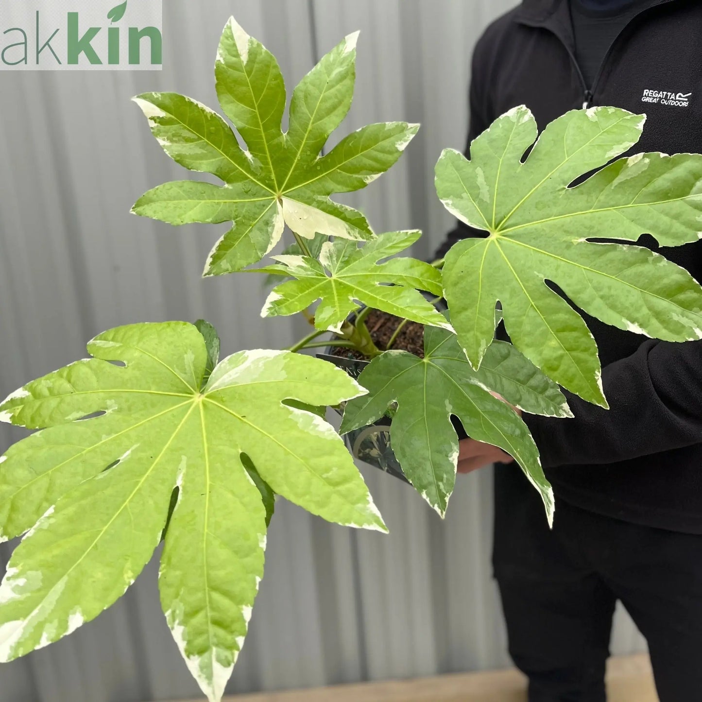 Fatsia japonica variegata | 2L Growers Pot One Click Plants