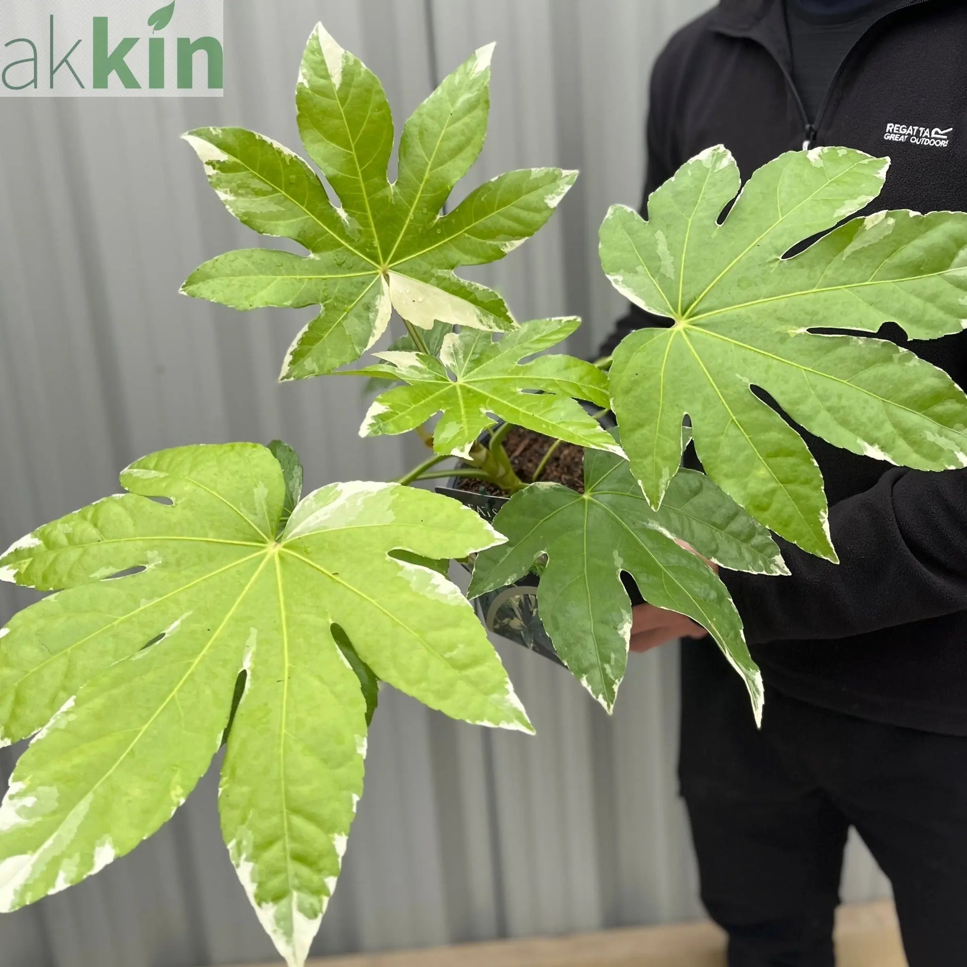 Fatsia japonica variegata | 2L Growers Pot One Click Plants