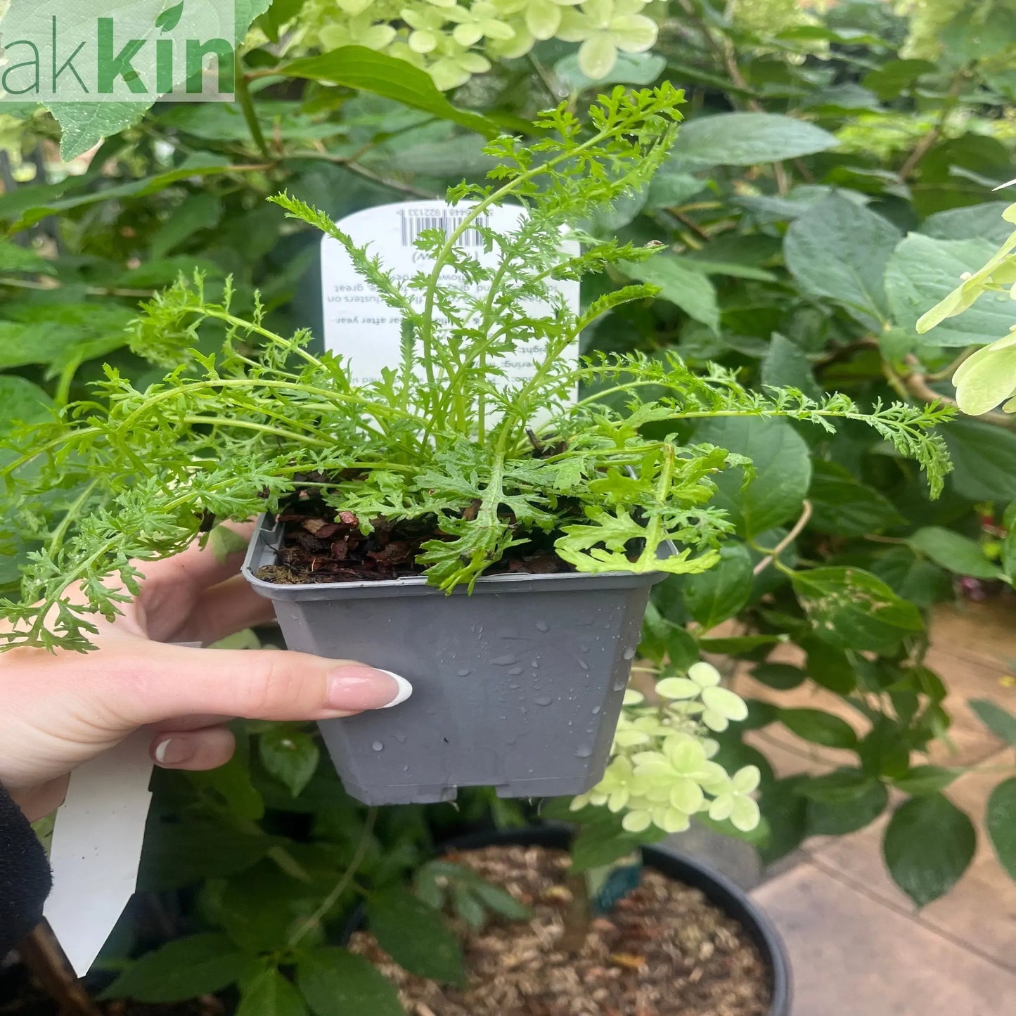 Achillea - Cream 9cm One Click Plants