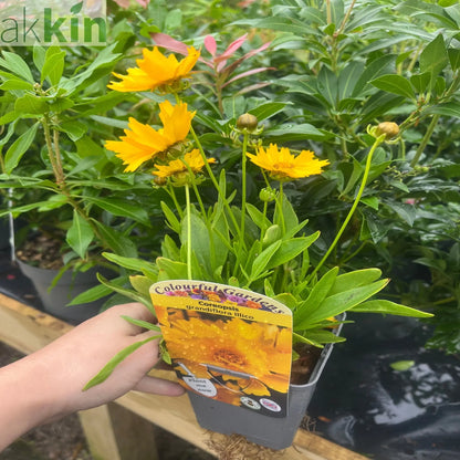 Coreopsis grandiflora 'Illico' 9cm/1.5L One Click Plants