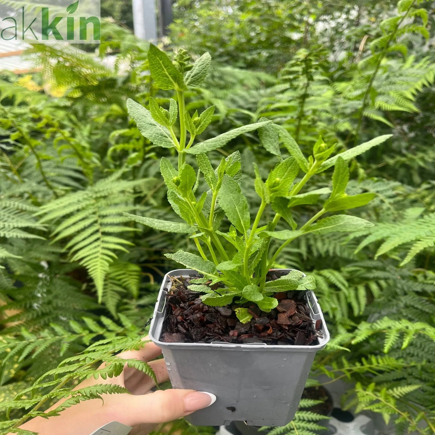 Salvia guaranitica 'Black and Bloom' 9cm Pot/3L One Click Plants