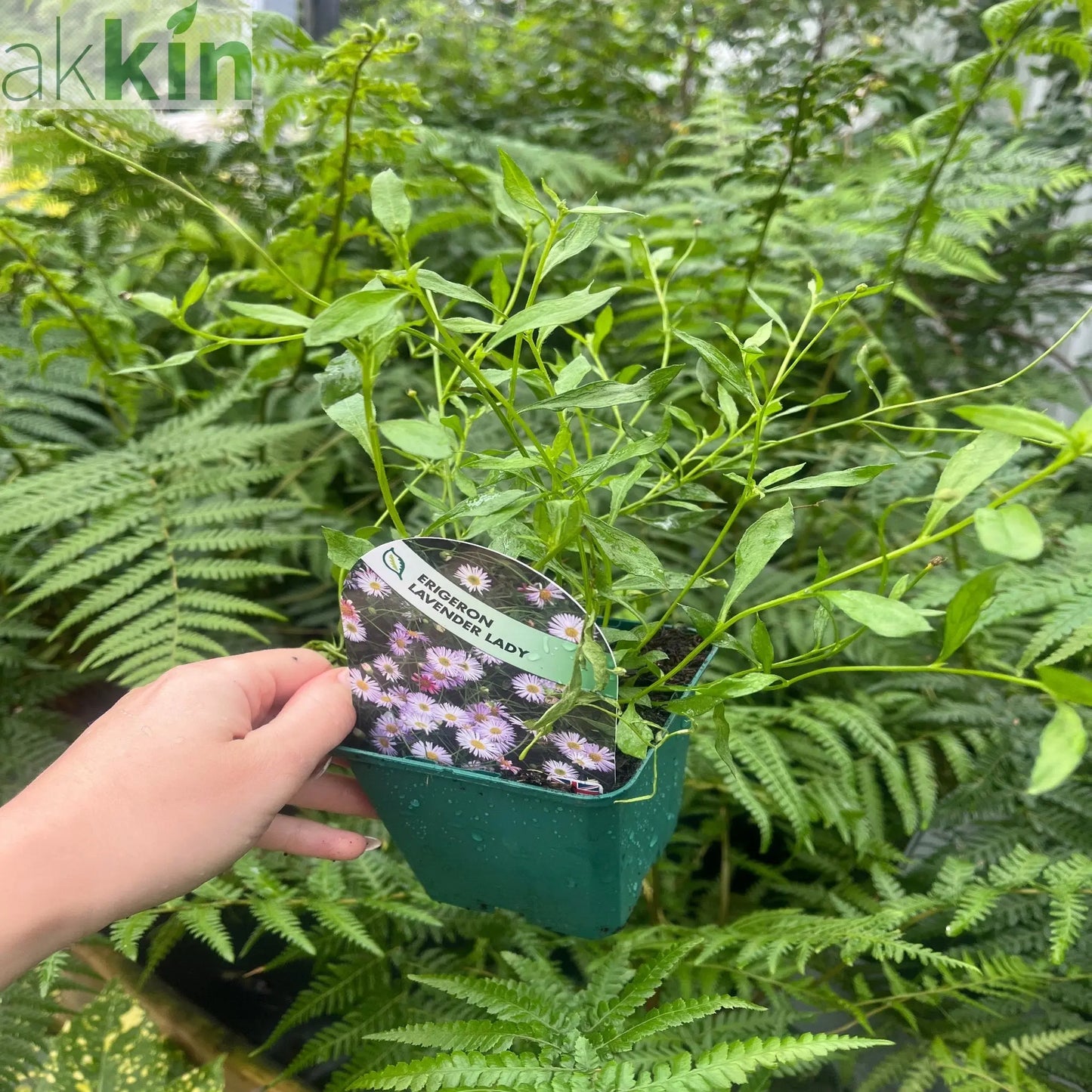 Erigeron karvinskianus Lavender Lady (9cm Pot) One Click Plants