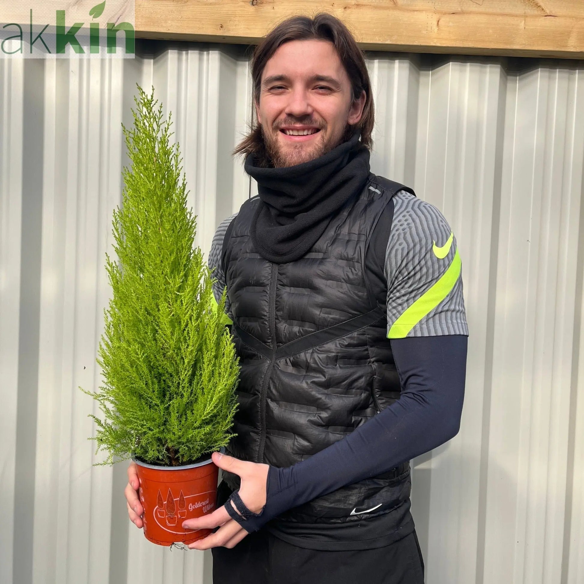 Goldcrest Conifer 'Wilma' (4 sizes available) One Click Plants