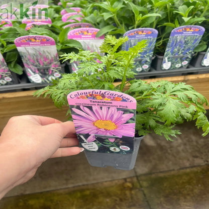 Tanacetum coccineum 'Robinson's Pink' 9cm One Click Plants