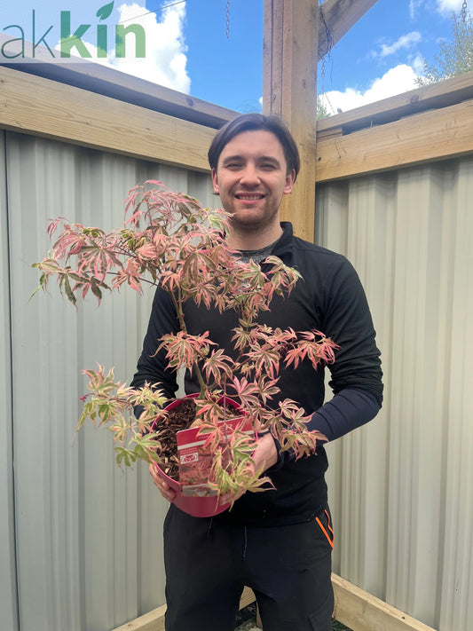 Acer palmatum 'Shirazz' 3L One Click Plants