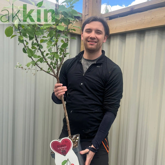 Dwarf Patio Cherry Tree 'Morellenfeuer' One Click Plants