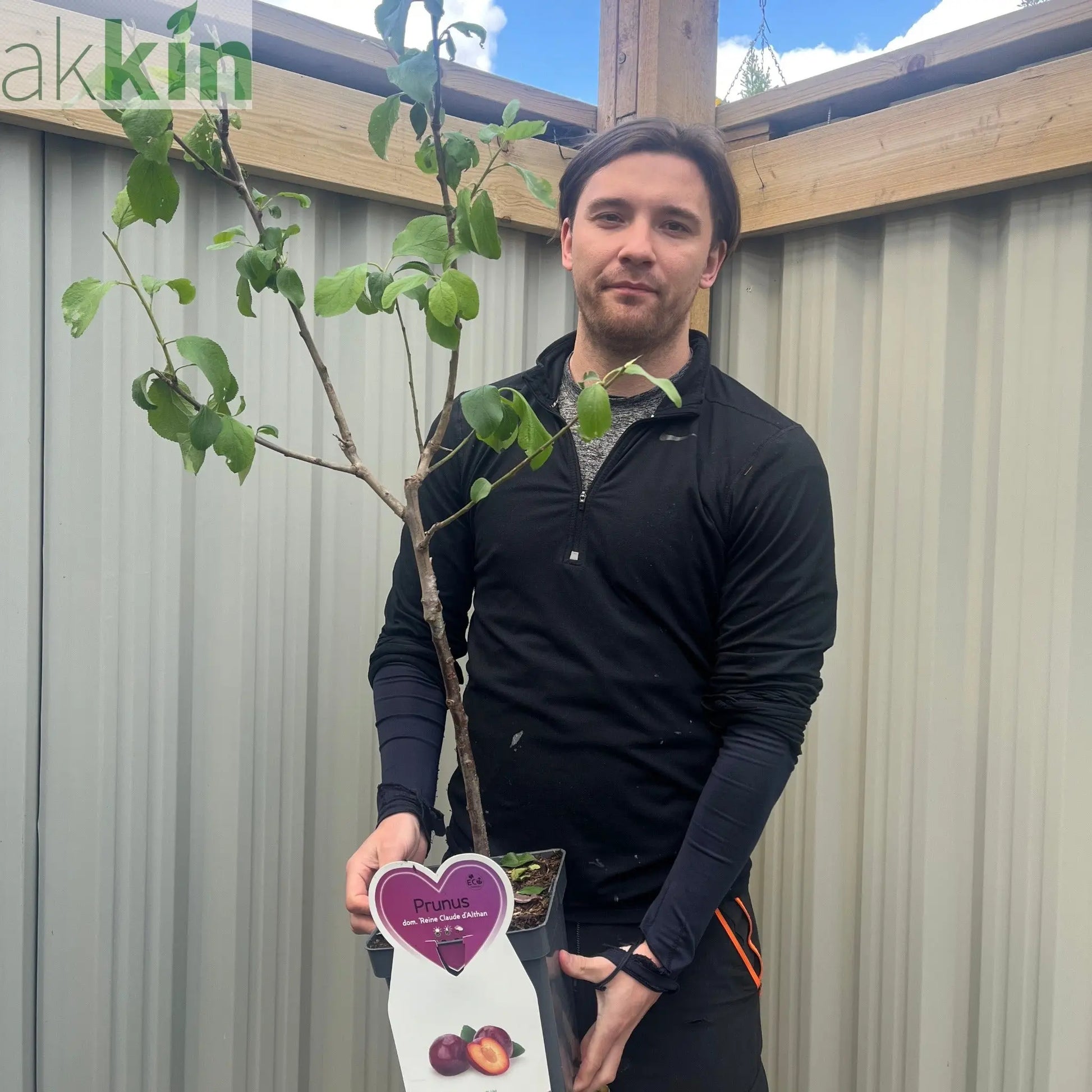 Dwarf/Patio Plum - Prunus domestica 'Reine Claude d'Althan' 4L One Click Plants