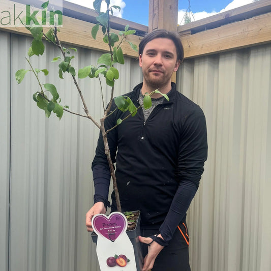 Dwarf/Patio Plum - Prunus domestica 'Reine Claude d'Althan' 4L One Click Plants