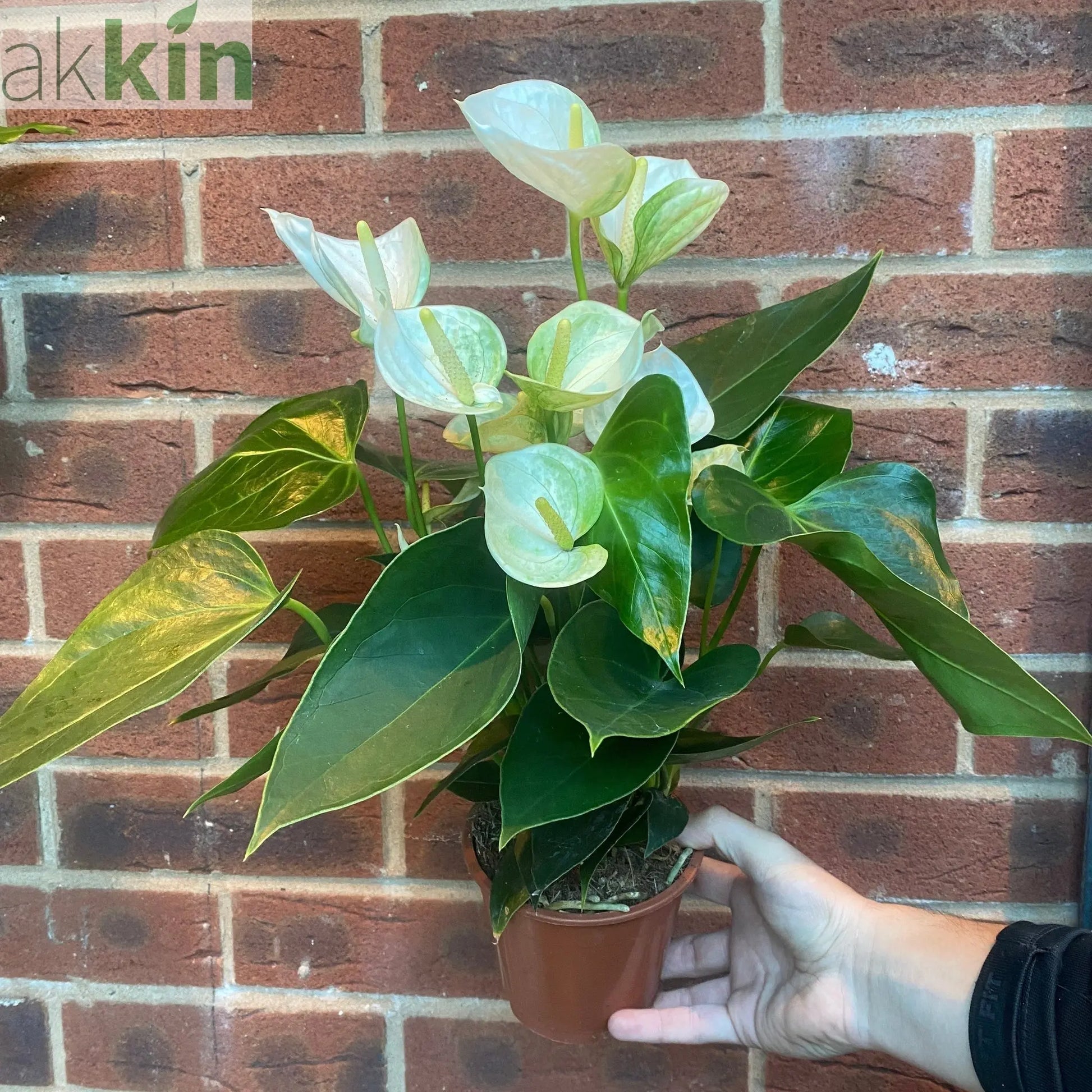 Anthurium - White 40-50cm One Click Plants
