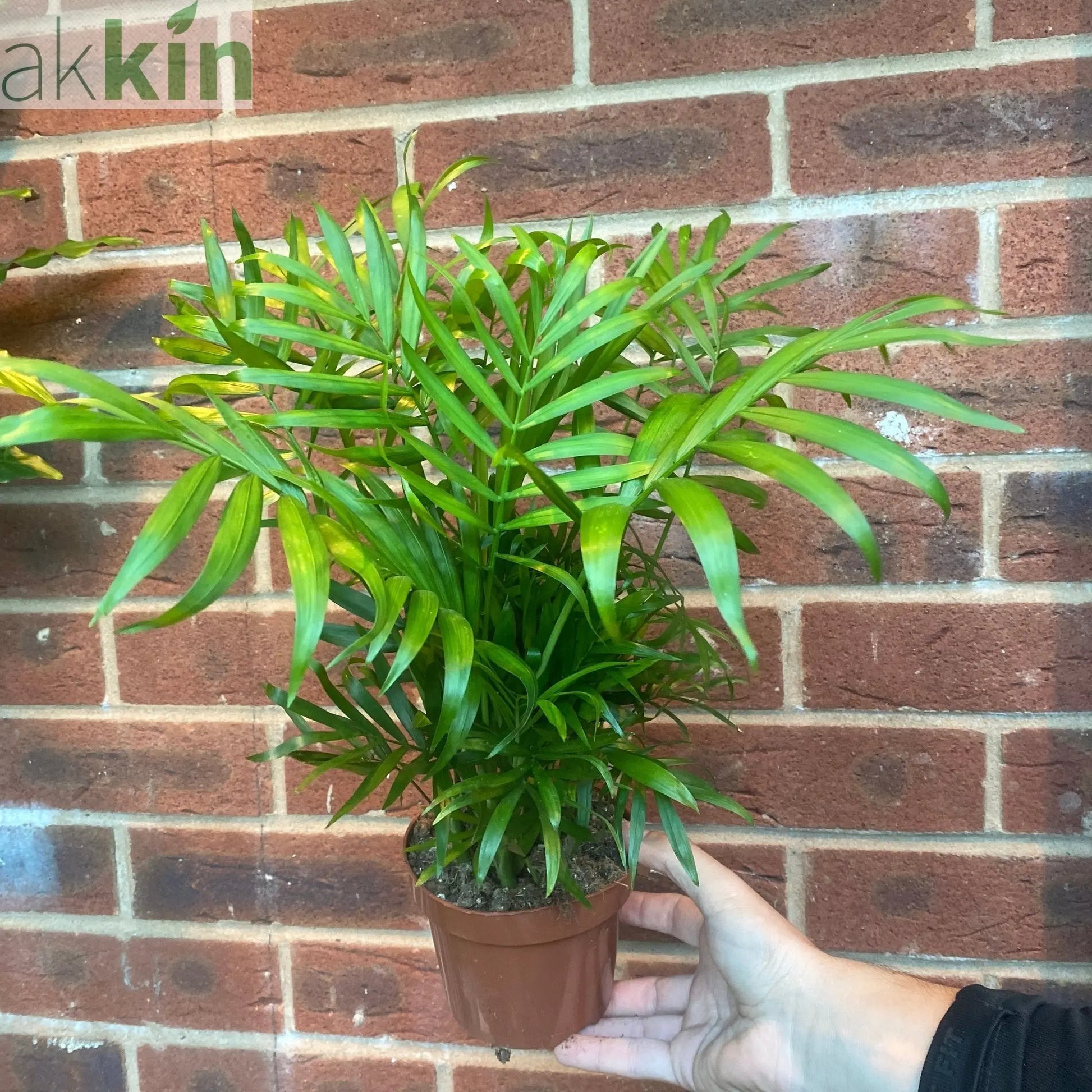 Parlour Palm 40-50cm One Click Plants