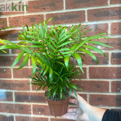 Parlour Palm 40-50cm One Click Plants