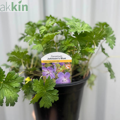 Geranium 'Johnson's Blue' 9cm/2L/3L One Click Plants