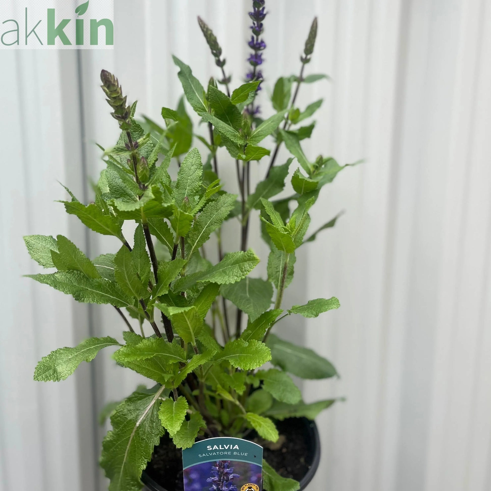 Salvia Salvatore Blue 3L One Click Plants