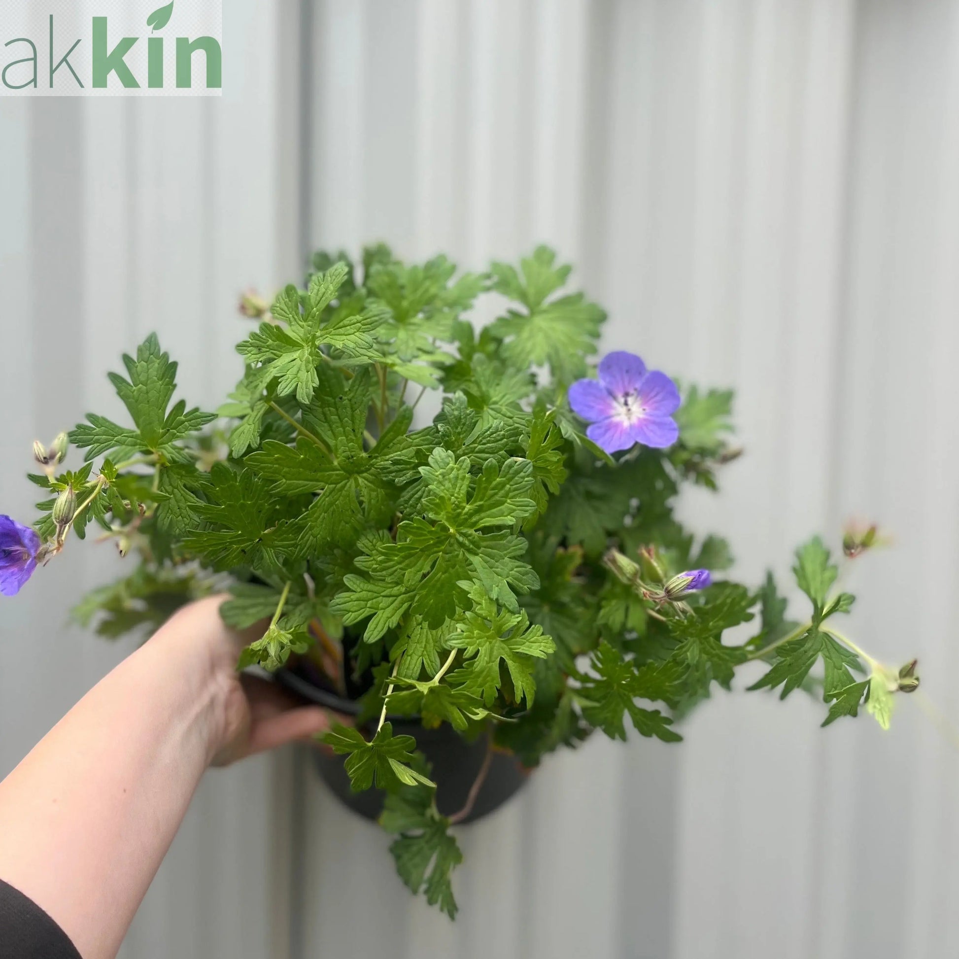 Geranium 'Johnson's Blue' 9cm/2L/3L One Click Plants