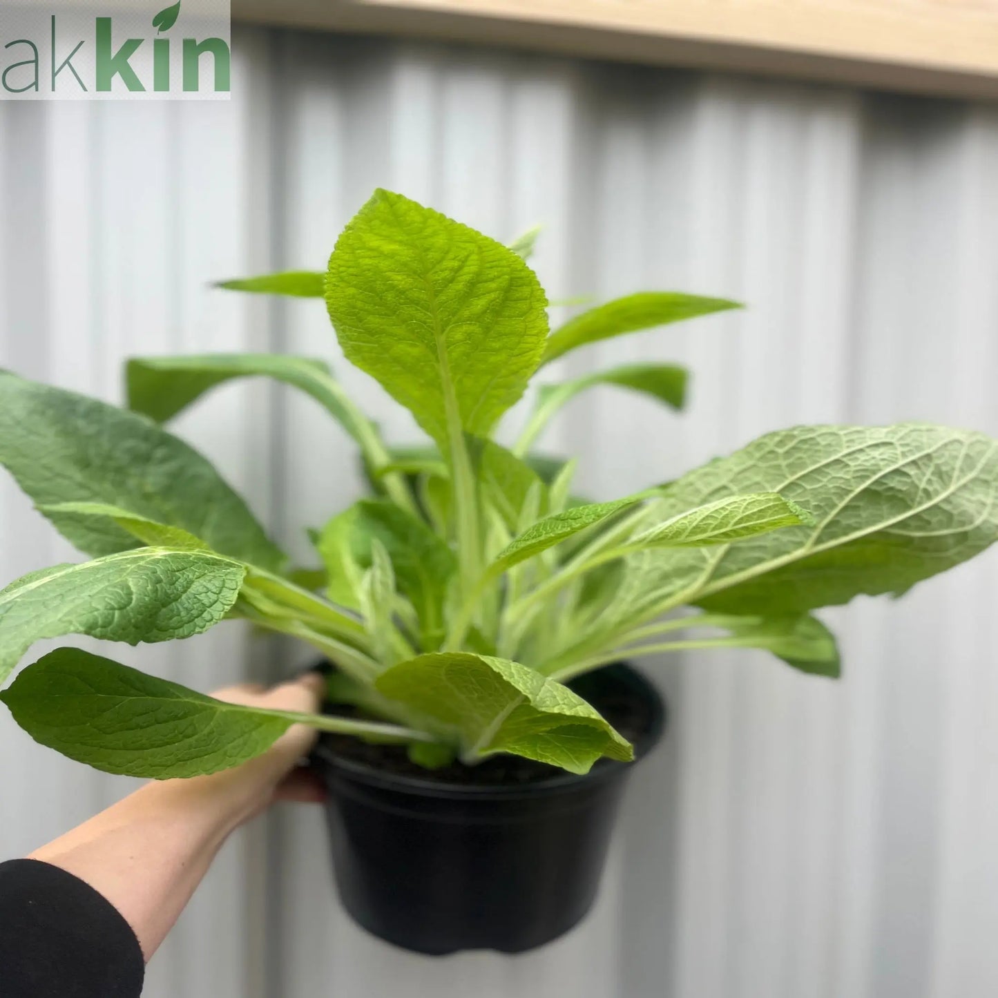 Digitalis purpurea 'Dalmation Rose' 9cm/1.5L/3L One Click Plants