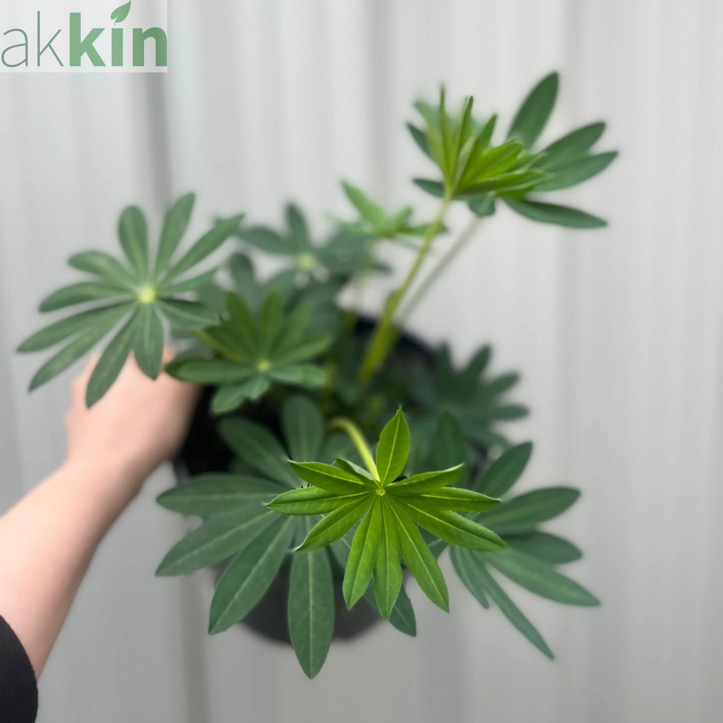 Lupin Legendary Yellow Shades 3L One Click Plants