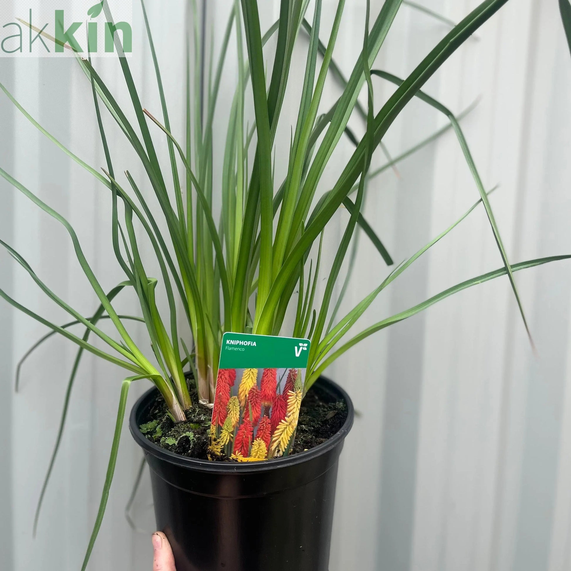 Kniphofia uvaria 'Flamenco' (Red Hot Poker) 9cm/3L One Click Plants