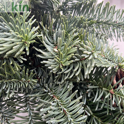 Noble Fir Christmas Wreath | 45cm | Real Wreath One Click Plants