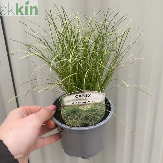 Carex Grass - Amazon Mist One Click Plants