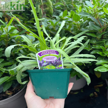 Catananche caerulea 9cm/2L One Click Plants