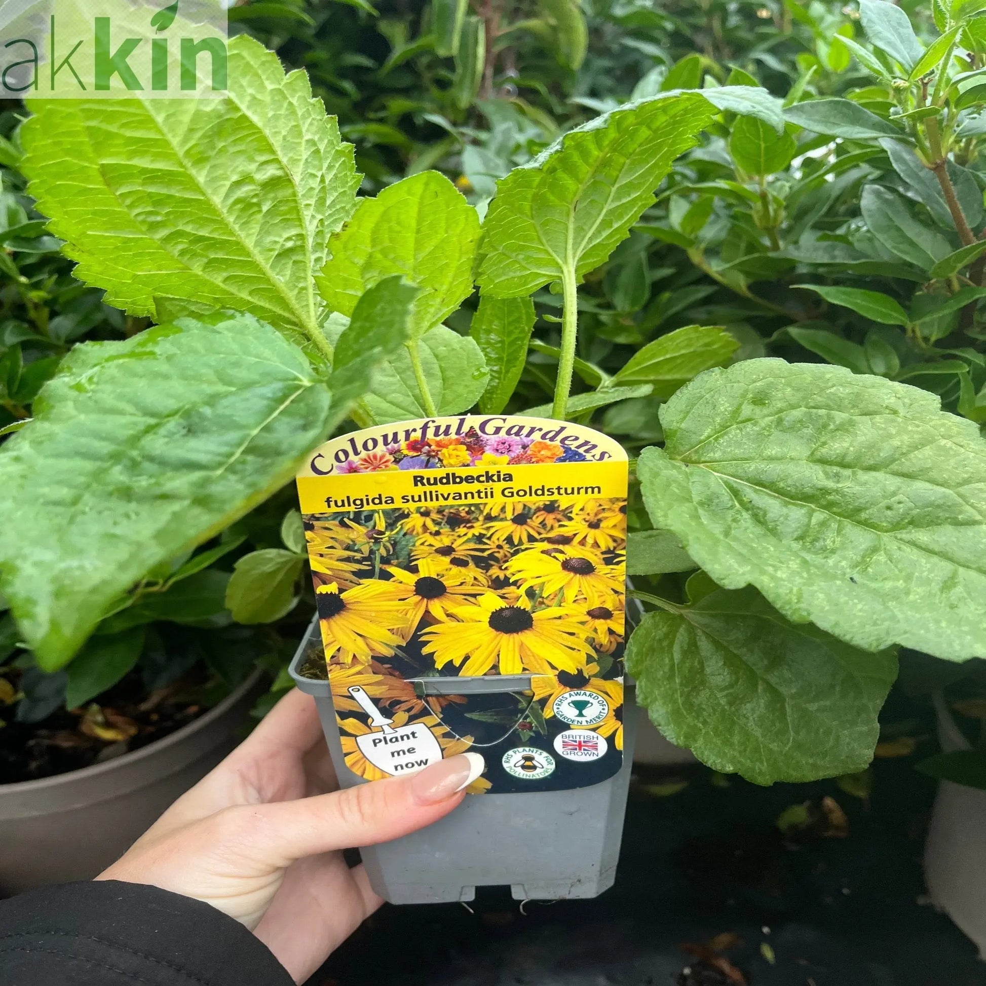 Rudbeckia fulgida Goldstrum 9cm One Click Plants