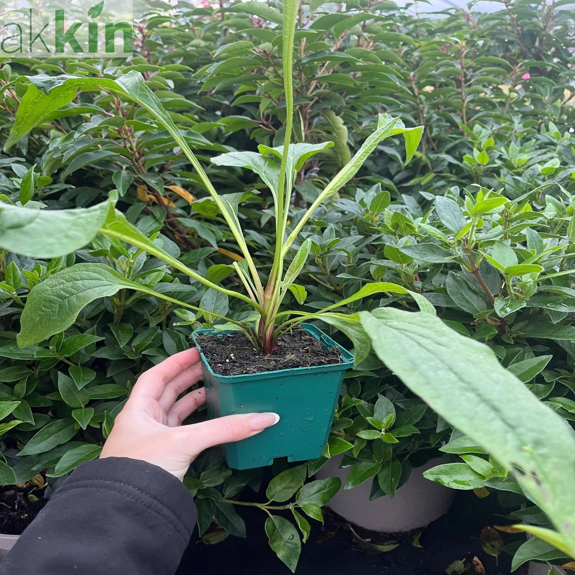 Echinacea purpurea 'Prairie Blaze Green' 9cm One Click Plants