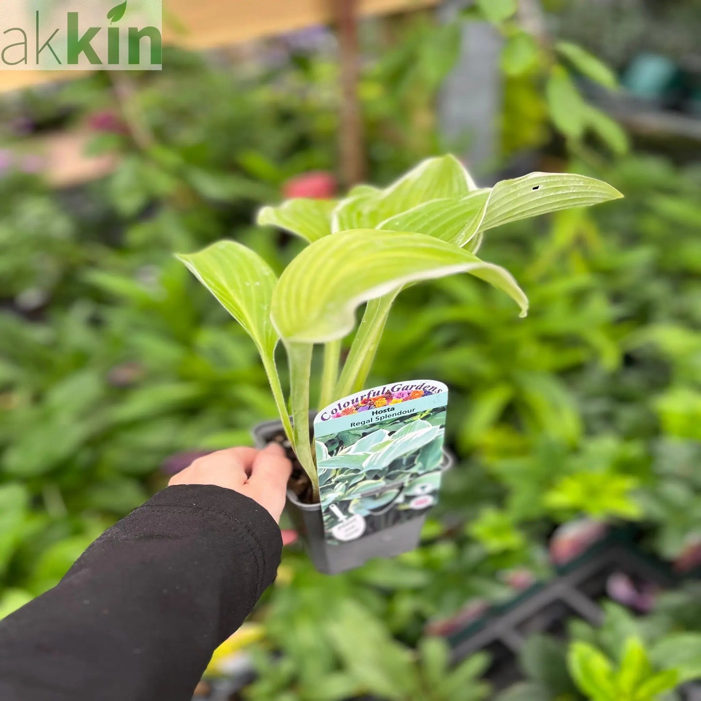 Hosta 'Regal Splendor' 9cm One Click Plants