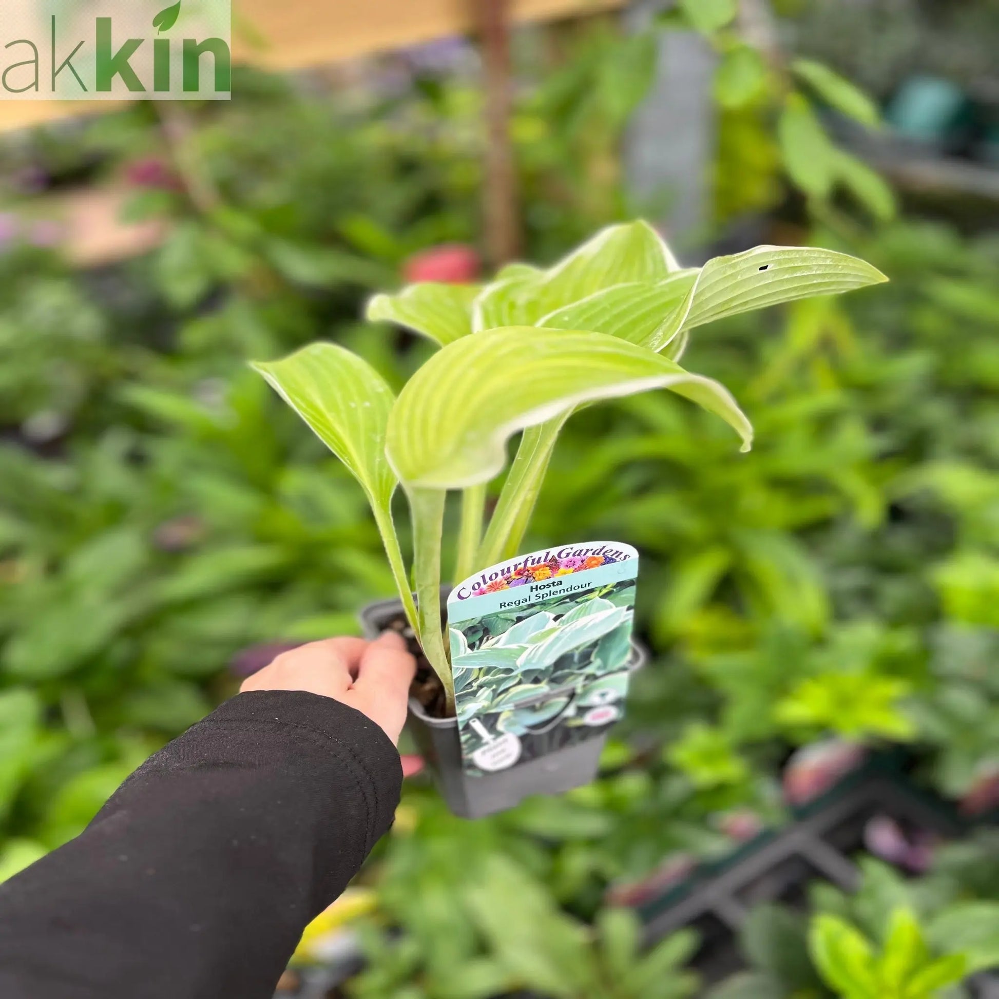 Hosta 'Regal Splendor' 9cm One Click Plants