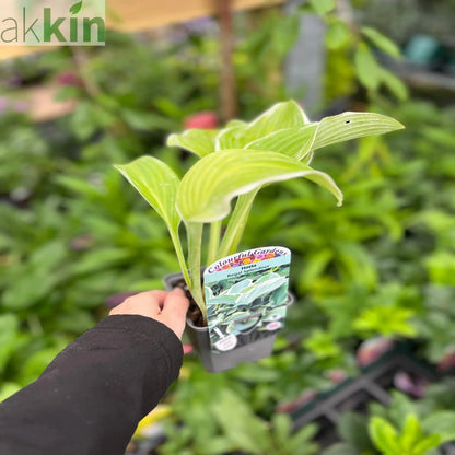 Hosta 'Regal Splendor' 9cm One Click Plants