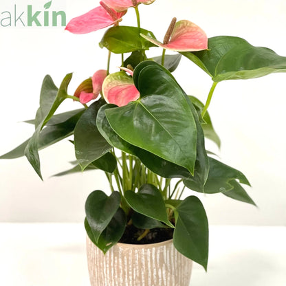Anthurium - Candy Floss Pink One Click Plants