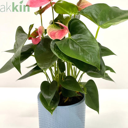 Anthurium - Candy Floss Pink One Click Plants