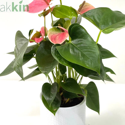 Anthurium - Candy Floss Pink One Click Plants
