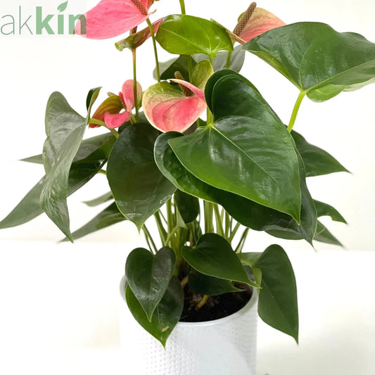Anthurium - Candy Floss Pink One Click Plants