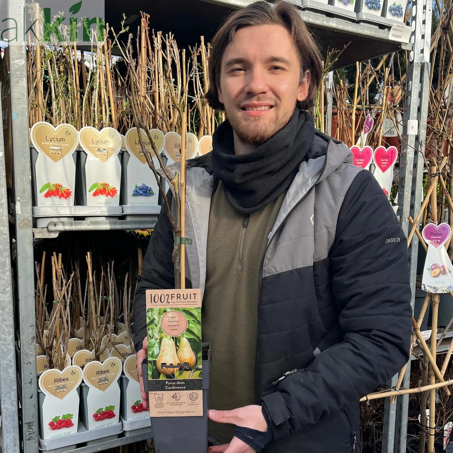 Dwarf Patio Pear Tree 'Conference' (Pyrus communis) 2/4L One Click Plants