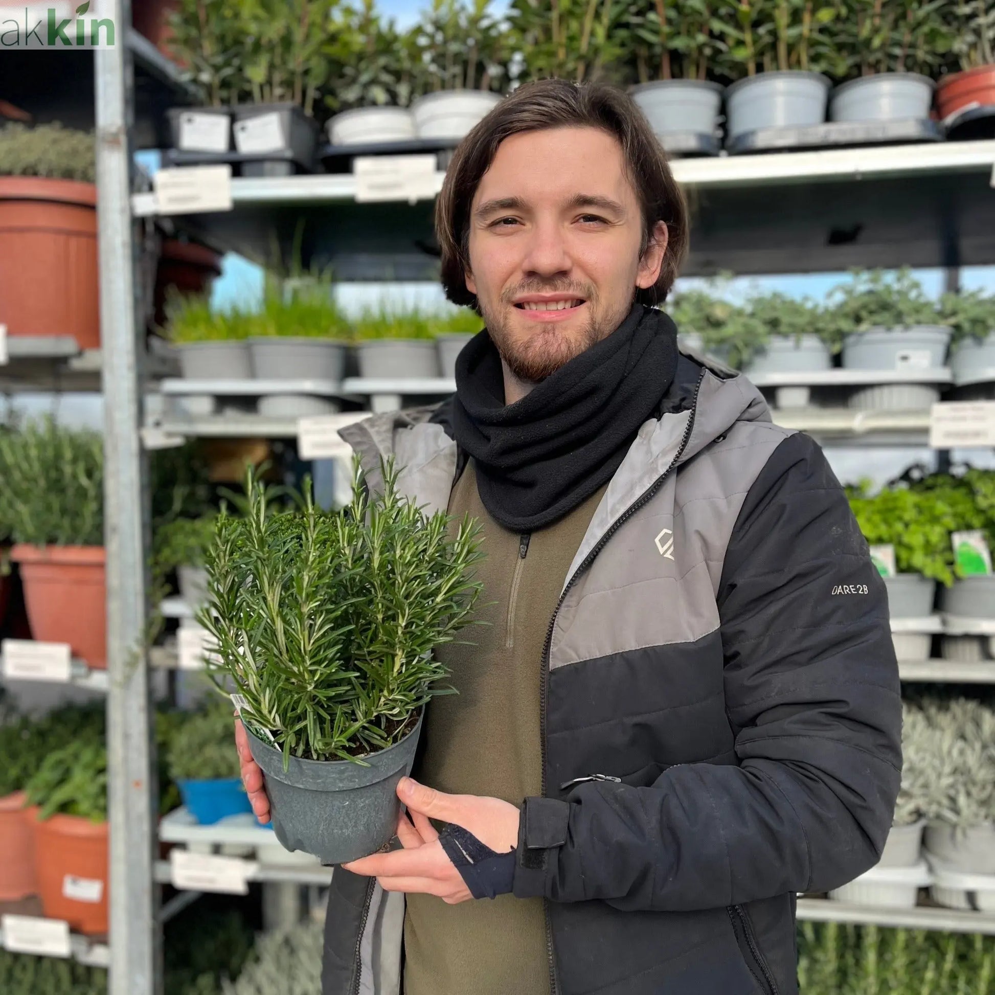 Rosemary officinalis (8cm/1.5L) One Click Plants