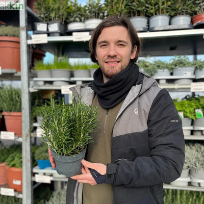 Rosemary officinalis (8cm/1.5L) One Click Plants
